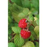 Vadelma Glen Ample, astiakoko 2L