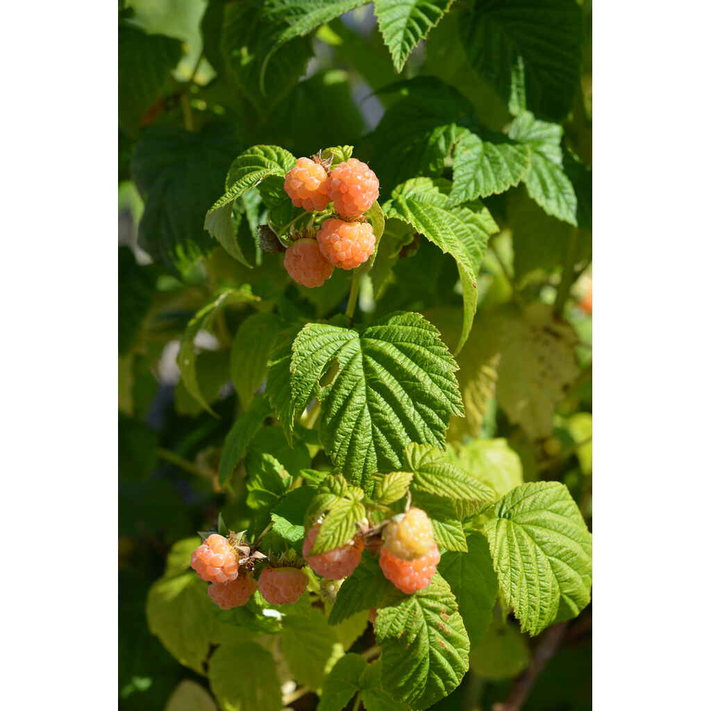 Vadelma Fallgold keltavadelma