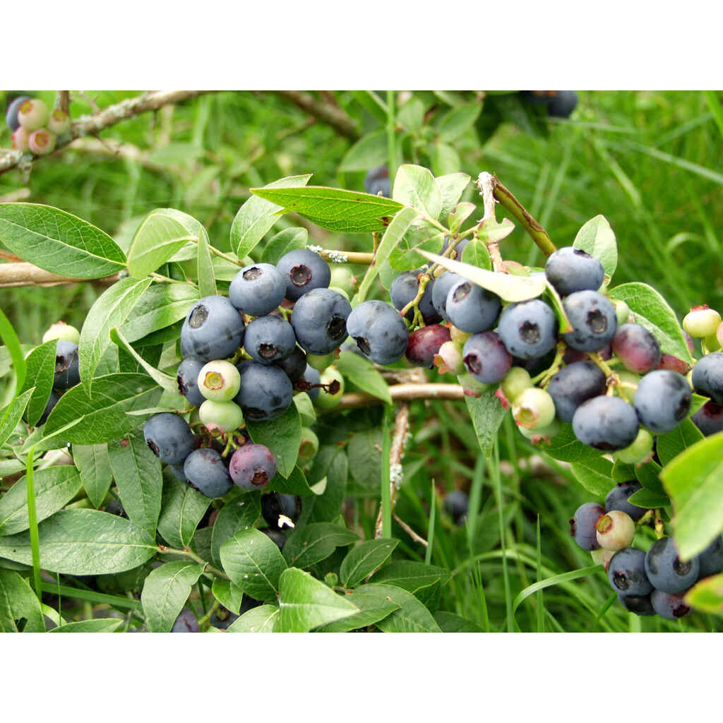 Tarhapensasmustikka North Blue FinE