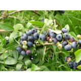 Tarhapensasmustikka North Blue FinE 2L