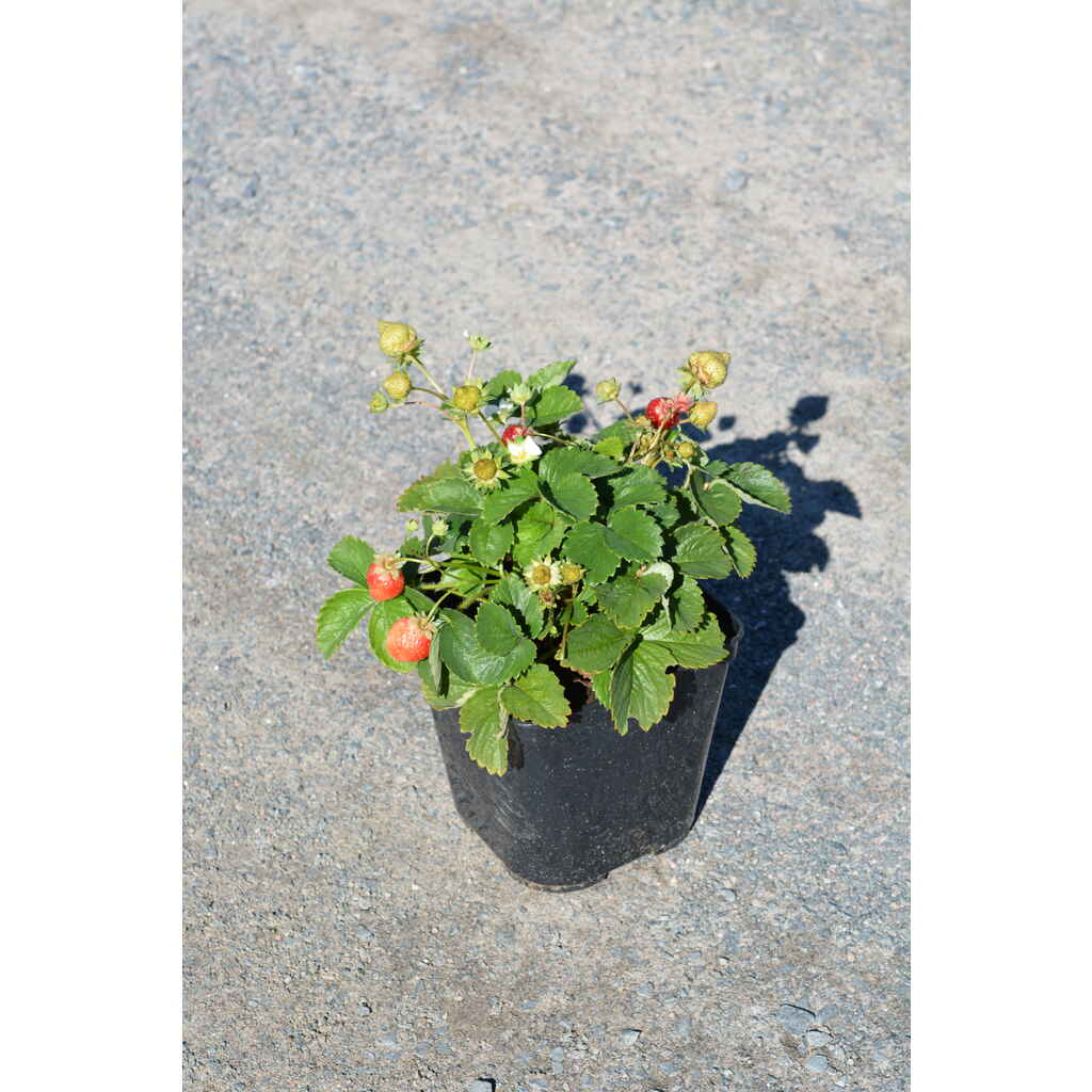 Mansikka 'Rondo'