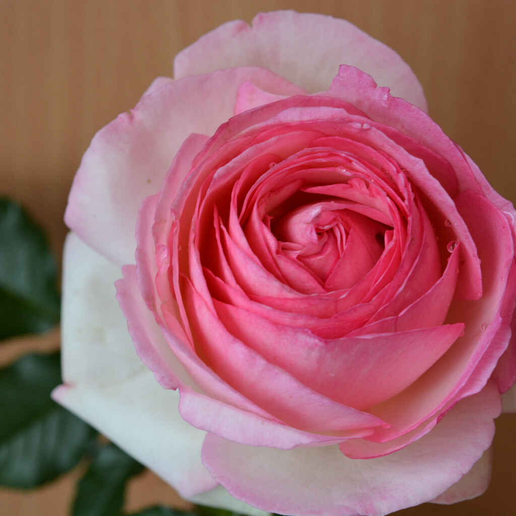 Ruusu Eden Rose 85