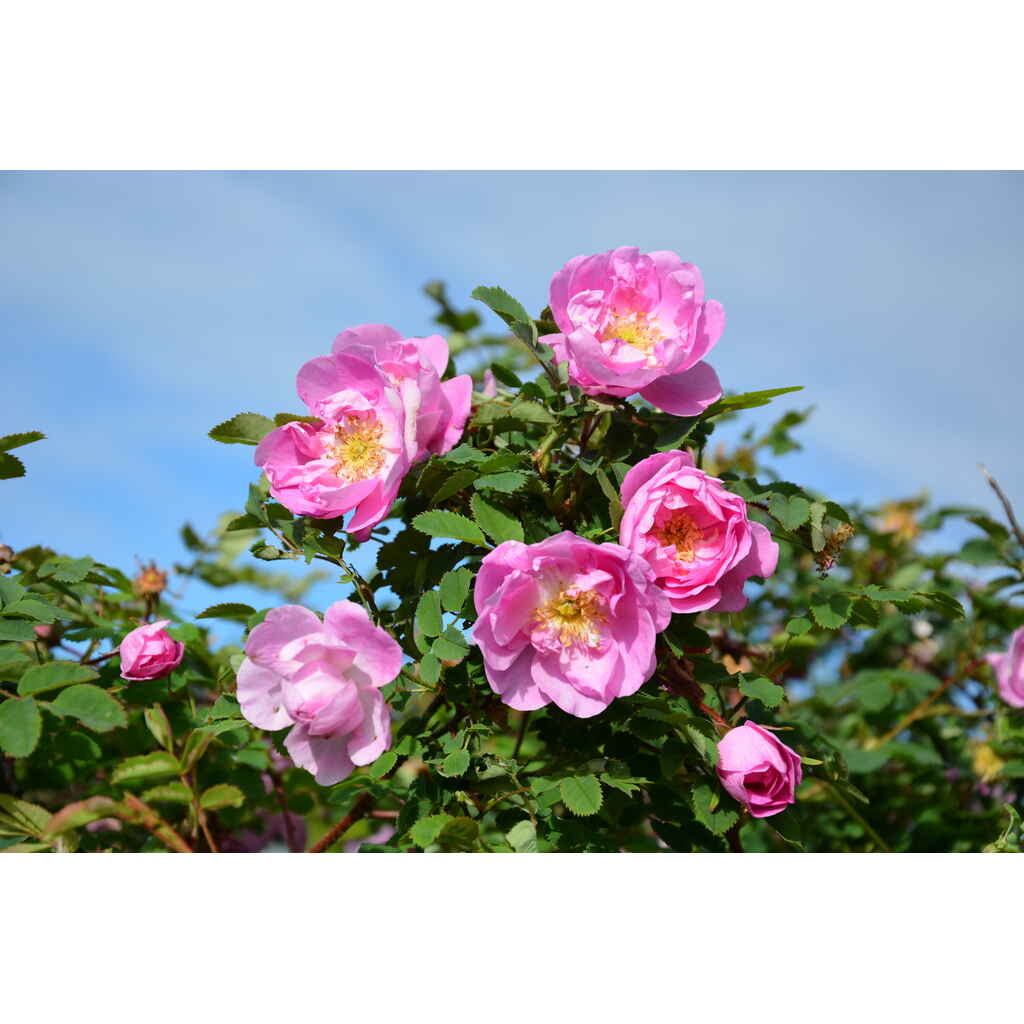 Suviruusu Poppius FinE