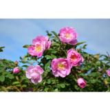 Suviruusu Poppius FinE, astiakoko 3L