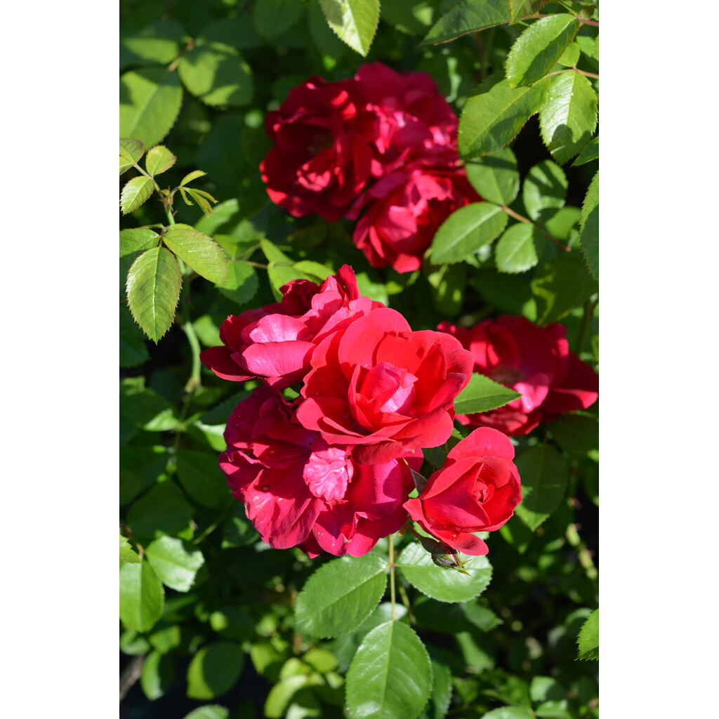 Köynnösruusu Flammentanz