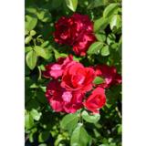 Köynnösruusu Flammentanz, astiakoko 3,5L