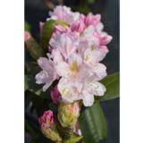 Alppiruusu Pekka FinE, astiakoko 4L