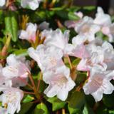 Alppiruusu Kaino FinE, astiakoko 2L