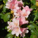 Alppiruusu Vieno FinE, astiakoko 2L