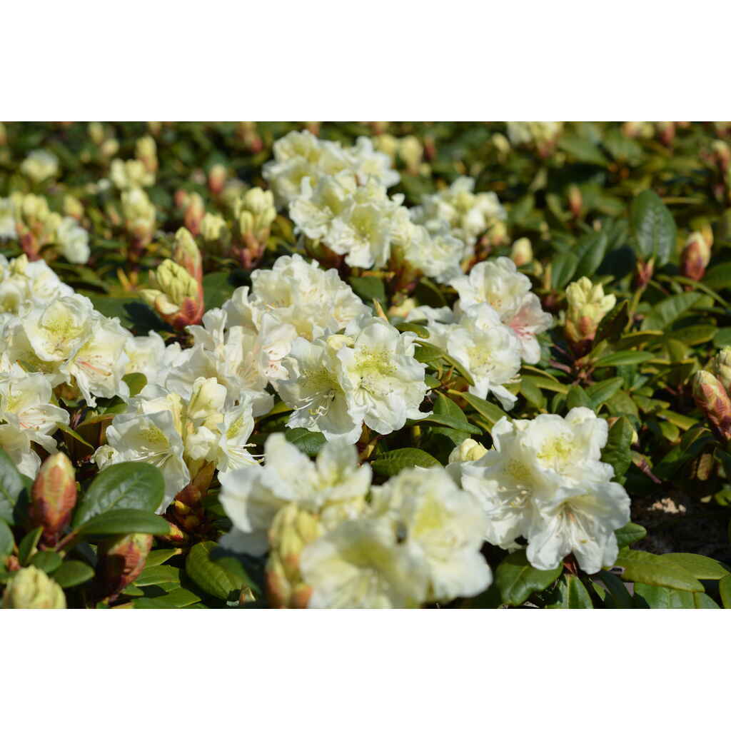 Japaninalppiruusu Alli