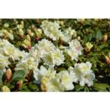 Japaninalppiruusu Alli, astiakoko 2L