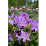 Puistoalppiruusu Grandiflorum, astiakoko 5L