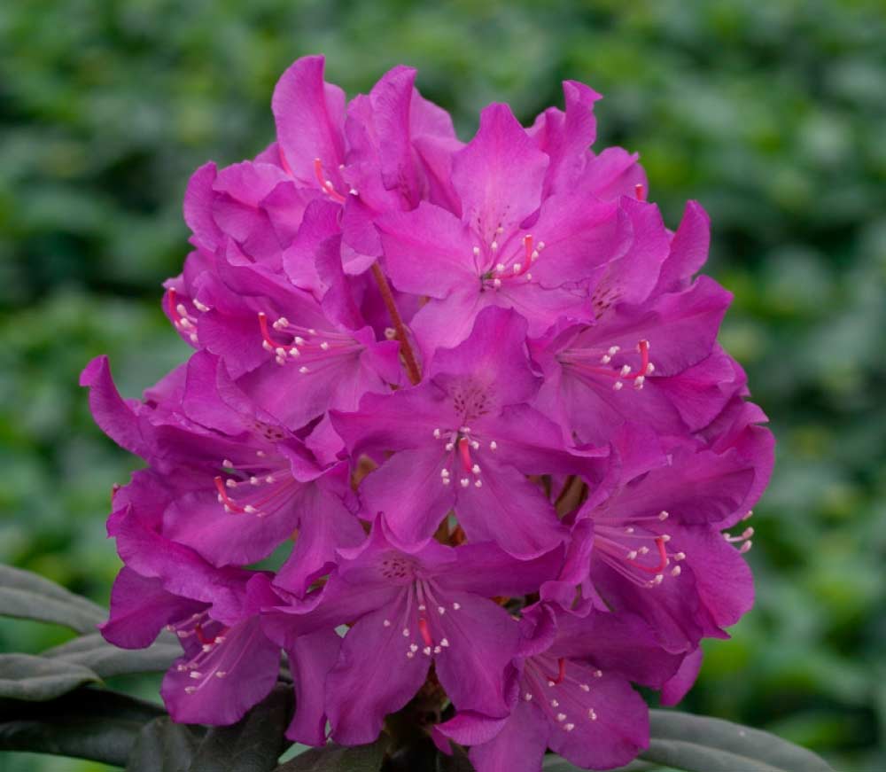 Alppiruusu Royal Lilac