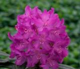 Alppiruusu Royal Lilac