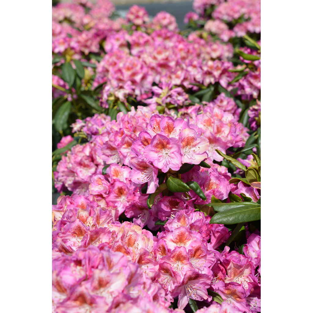 Alppiruusu Royal Violet