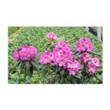 Alppiruusu Royal Violet