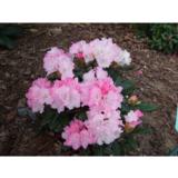 Alppiruusu Royal Rosy