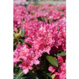 Alppiruusu Royal Amaranth