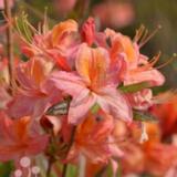 Gentinatsalea Aamurusko FinE, astiakoko 3L