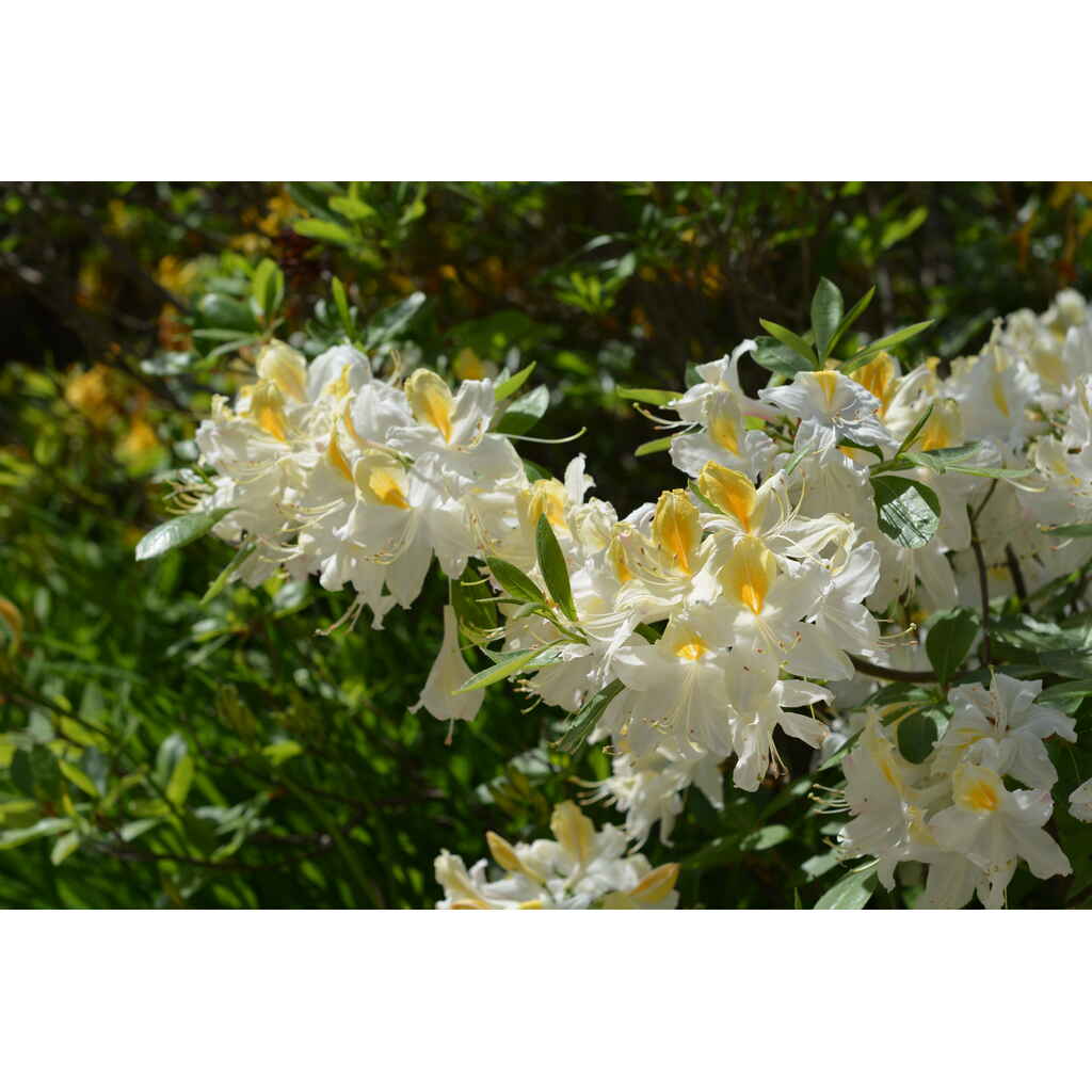 Puistoatsalea Illusia