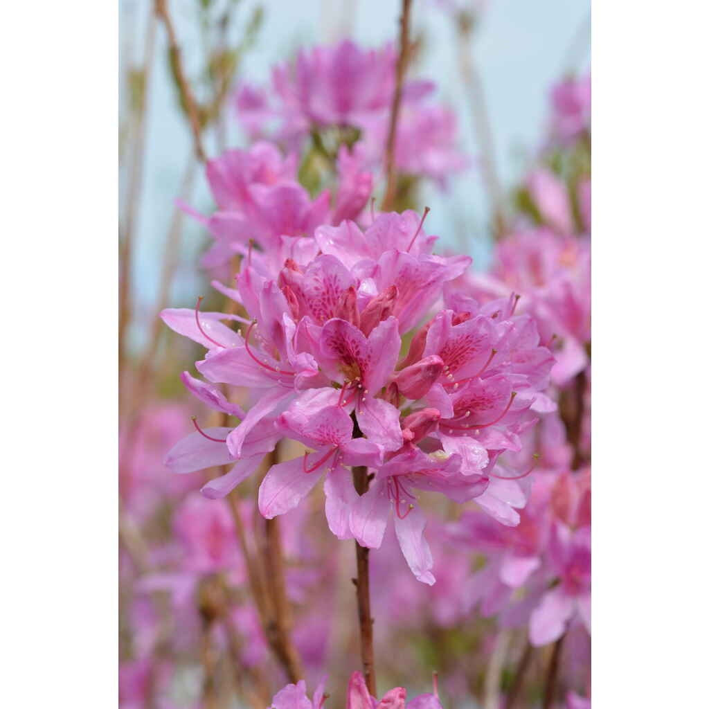 Revontuliatsalea Lilac Lights