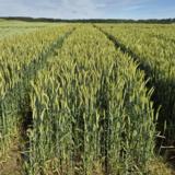 Siemensyysruisvehnä Tadeus kemiallisesti peitattu 800 kg