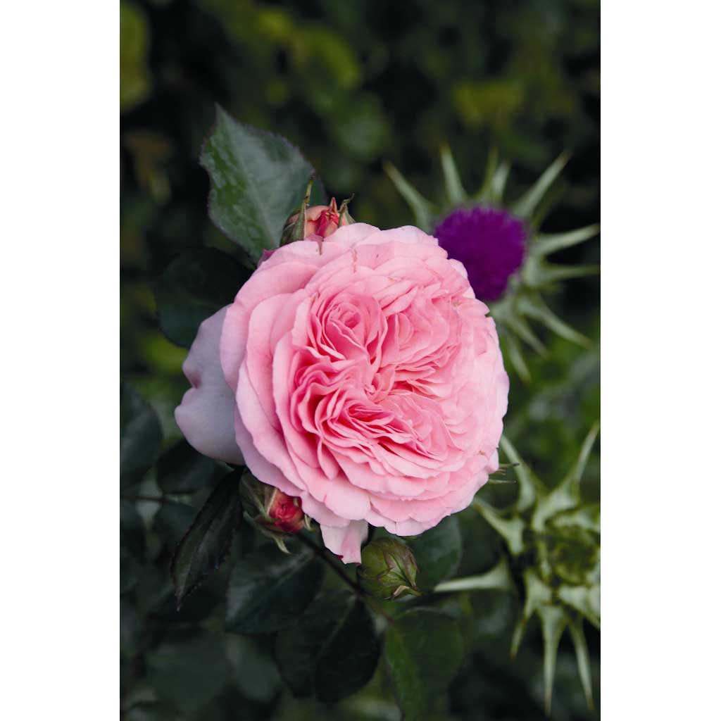 Ruusu Mariatheresia Tantop Royal_1