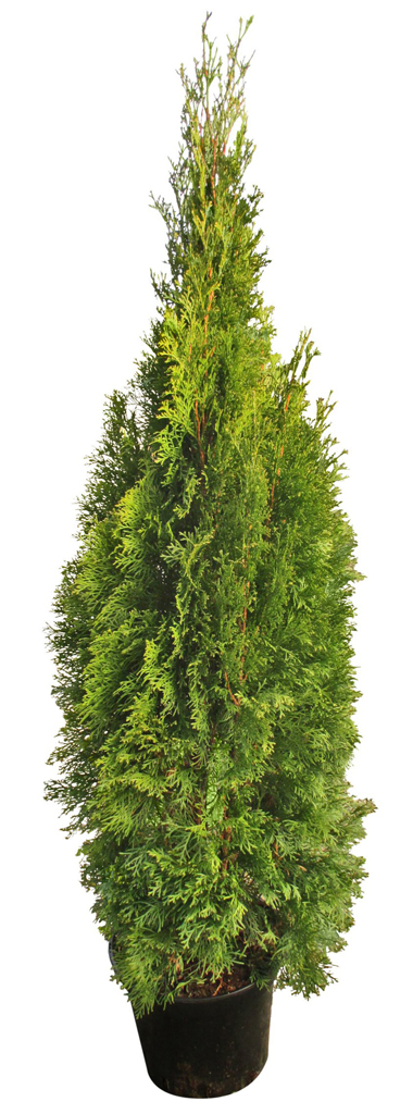 Timanttituija 80-100 cm