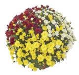 Pallokrysanteemi Trio, halkaisija 40-45 cm