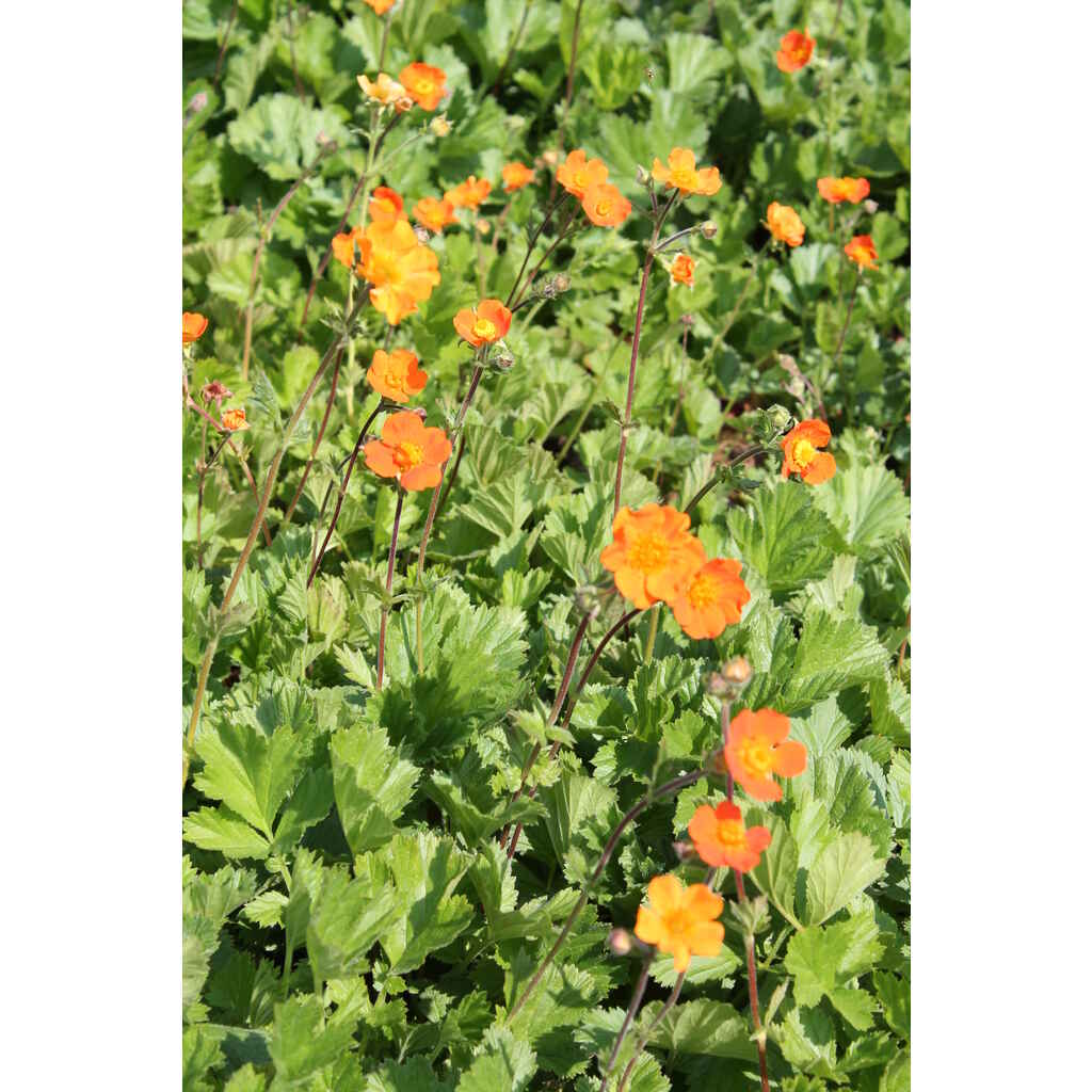Tulikellukka