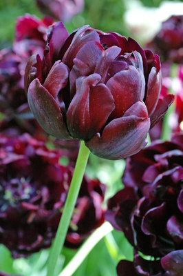 Tulppaani Black Hero