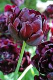 Tulppaani Black Hero, 10 sipulia/pussi