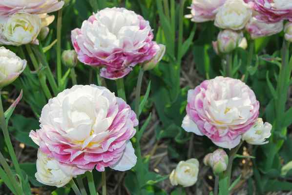 Tulppaani Double Surprice