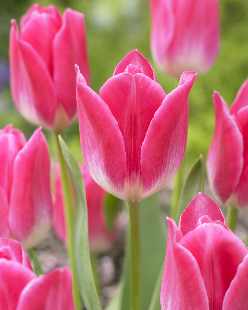 Tulppaani Memphis