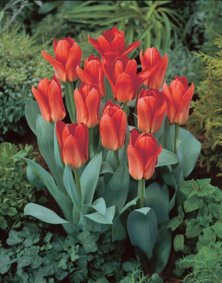 Tulppaani Oriental Beauty