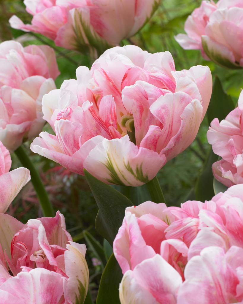 Tulppaani Finola 25 kpl