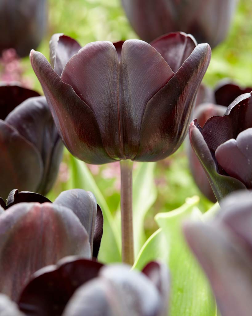 Tulppaani Nightwish
