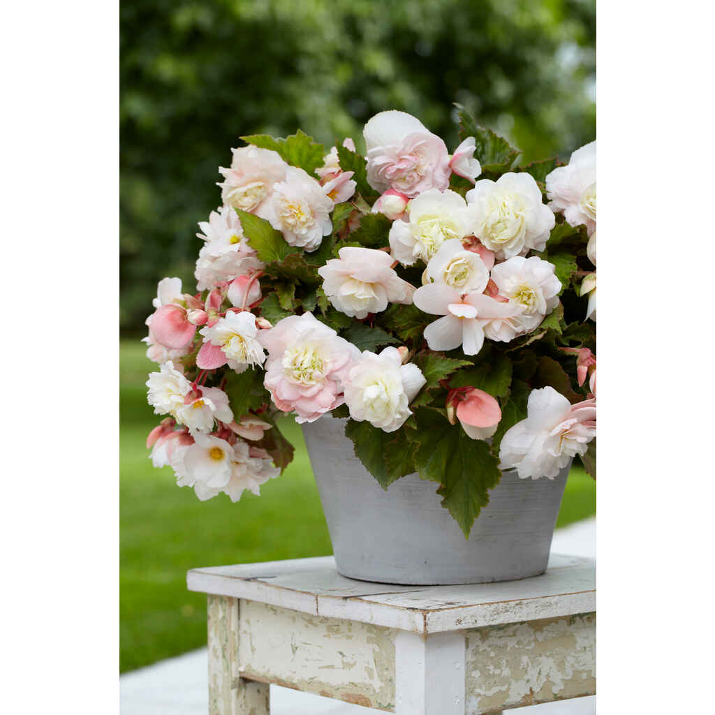 Tuoksubegonia