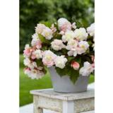 Begonia-amppeli 25 cm