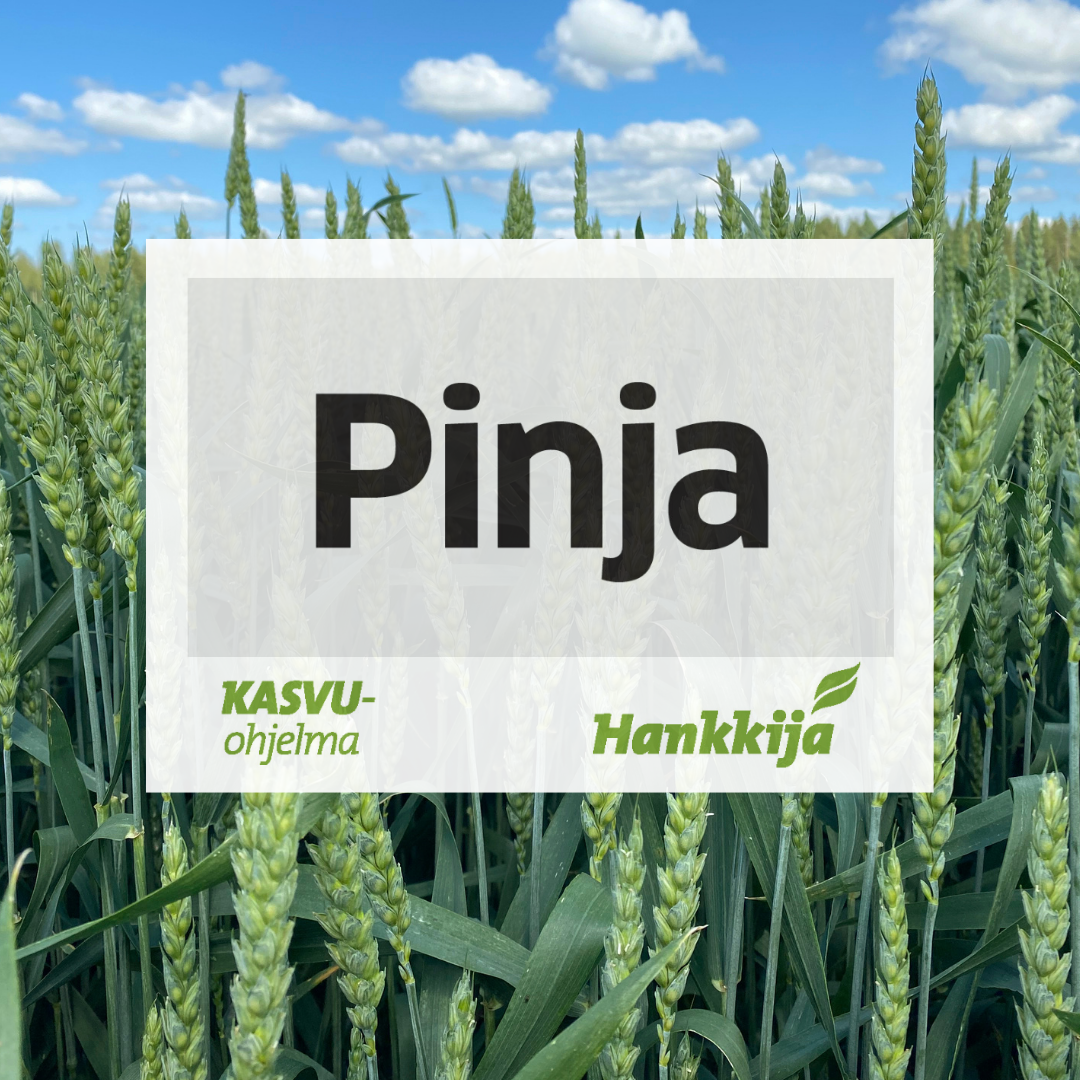 Pinja syysvehnä