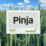 Siemensyysvehnä Pinja kemiallisesti peitattu 800 kg