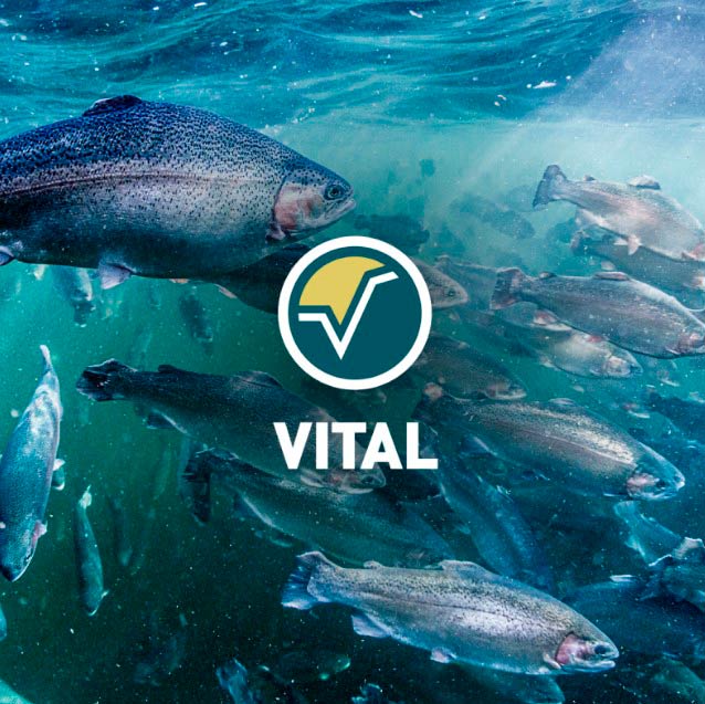 Vital Red -kalarehu
