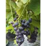 Viiniköynnös Mars Seedless, astiakoko 2L