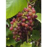 Viiniköynnös Siegerrebe, astiakoko 2L