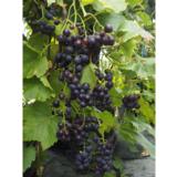 Viiniköynnös Swenson Red, astiakoko 2L