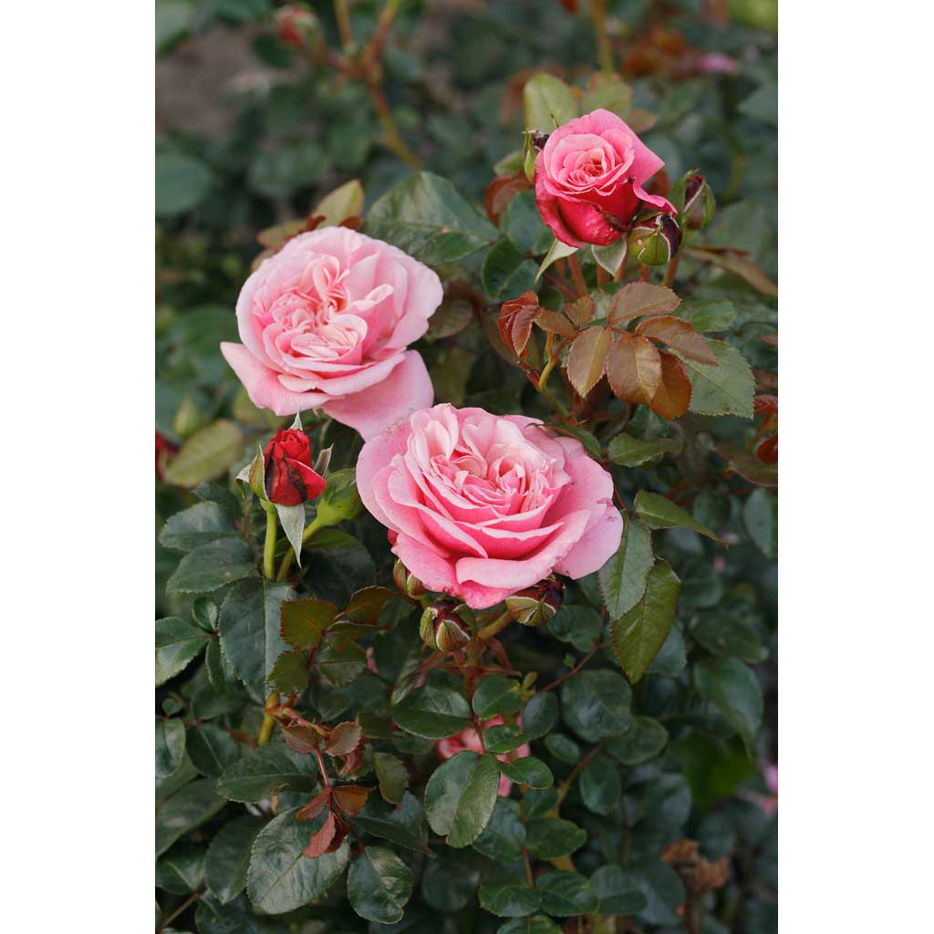 Ruusu Wildberry Tantop Royal