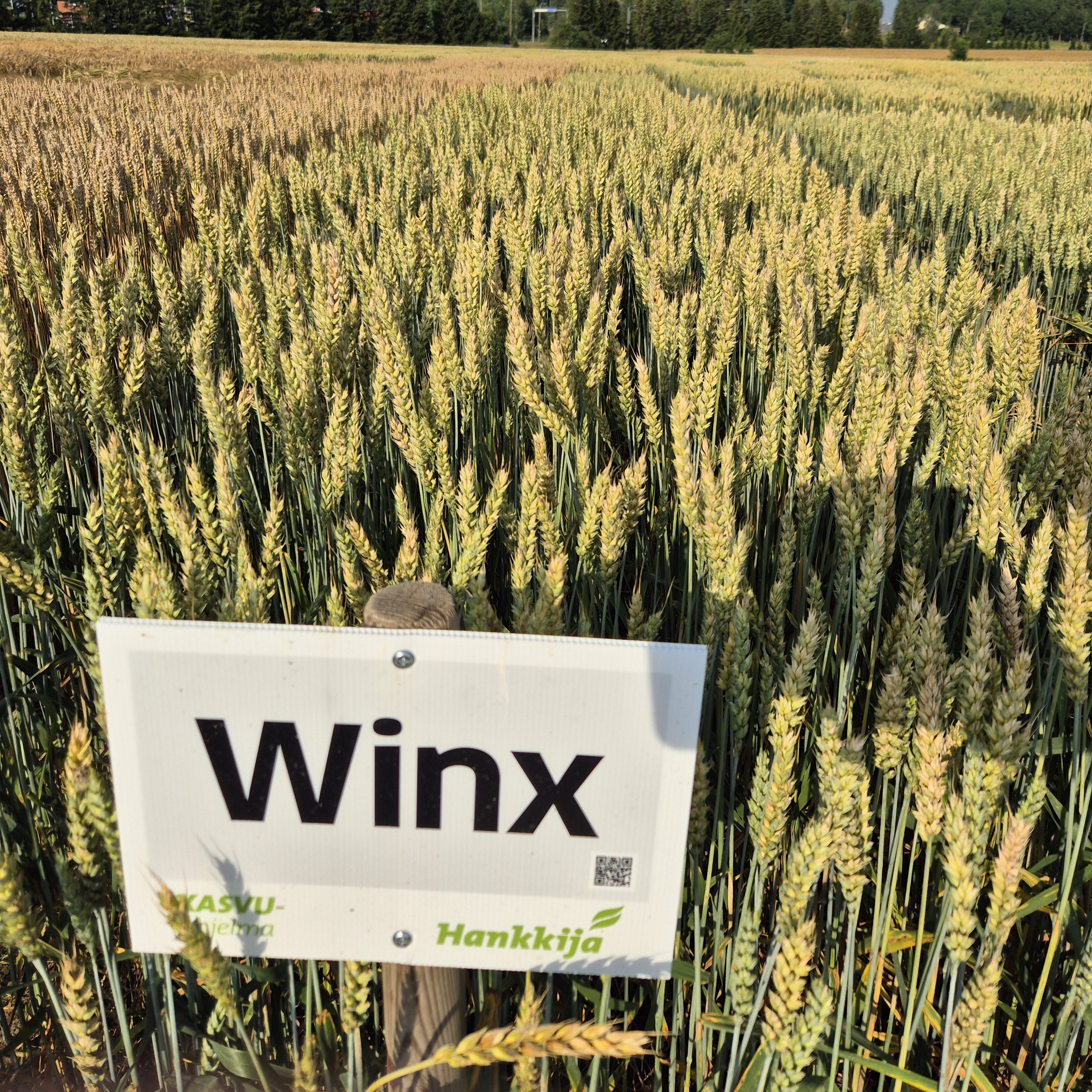 Winx vehnä
