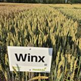 Winx siemenkevätvehnä kemiallisesti peitattu 800 kg
